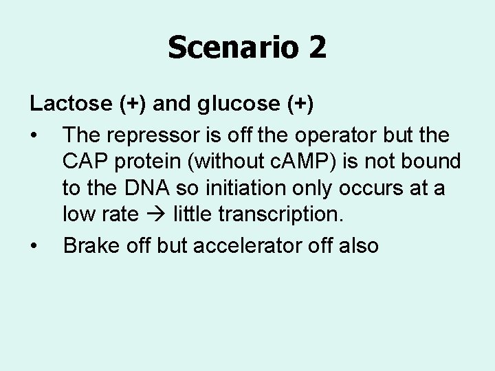 Scenario 2 Lactose (+) and glucose (+) • The repressor is off the operator