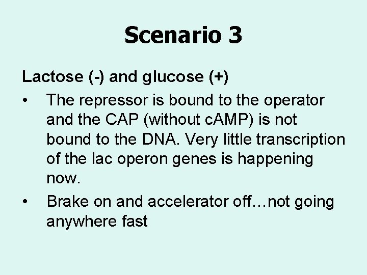 Scenario 3 Lactose (-) and glucose (+) • The repressor is bound to the