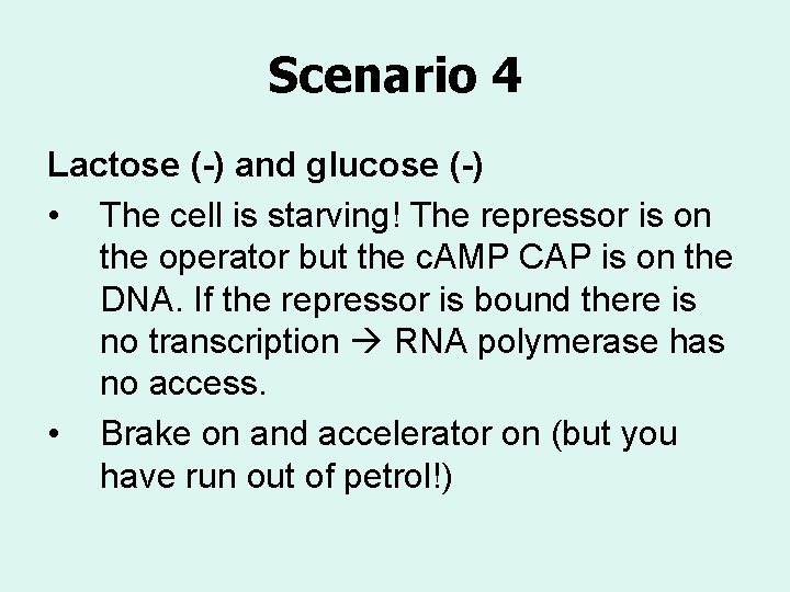 Scenario 4 Lactose (-) and glucose (-) • The cell is starving! The repressor