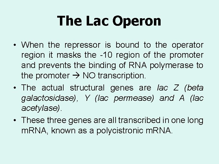 The Lac Operon • When the repressor is bound to the operator region it
