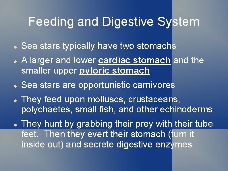 Feeding and Digestive System Sea stars typically have two stomachs A larger and lower