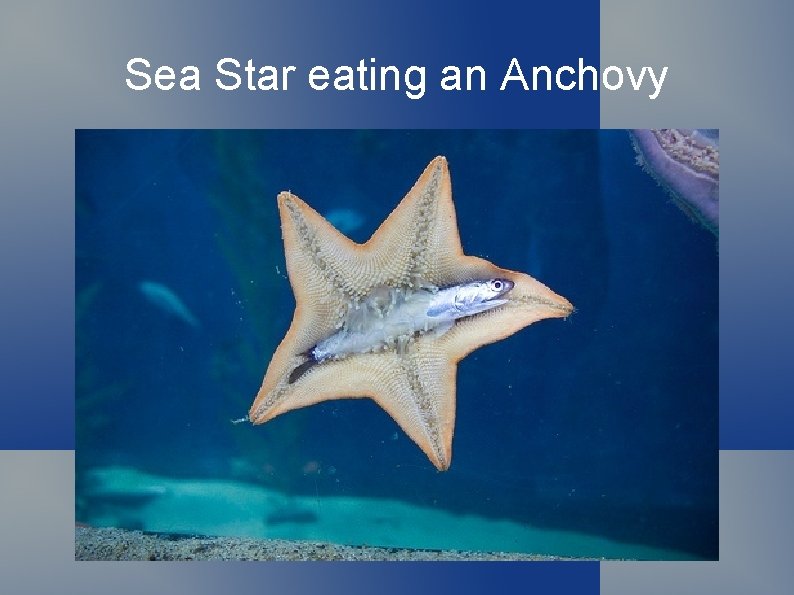 Sea Star eating an Anchovy 