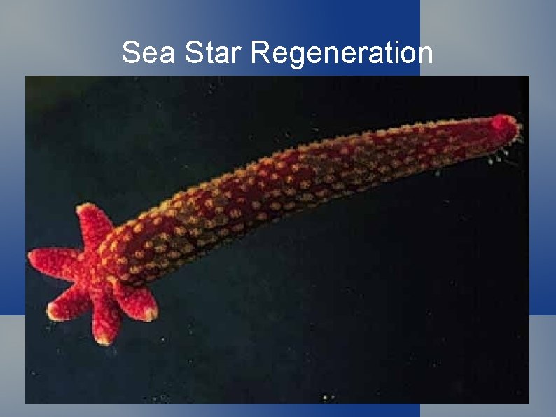 Sea Star Regeneration 