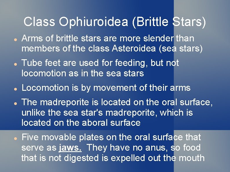 Class Ophiuroidea (Brittle Stars) Arms of brittle stars are more slender than members of