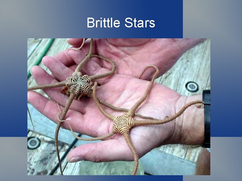 Brittle Stars 