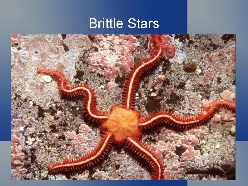 Brittle Stars 