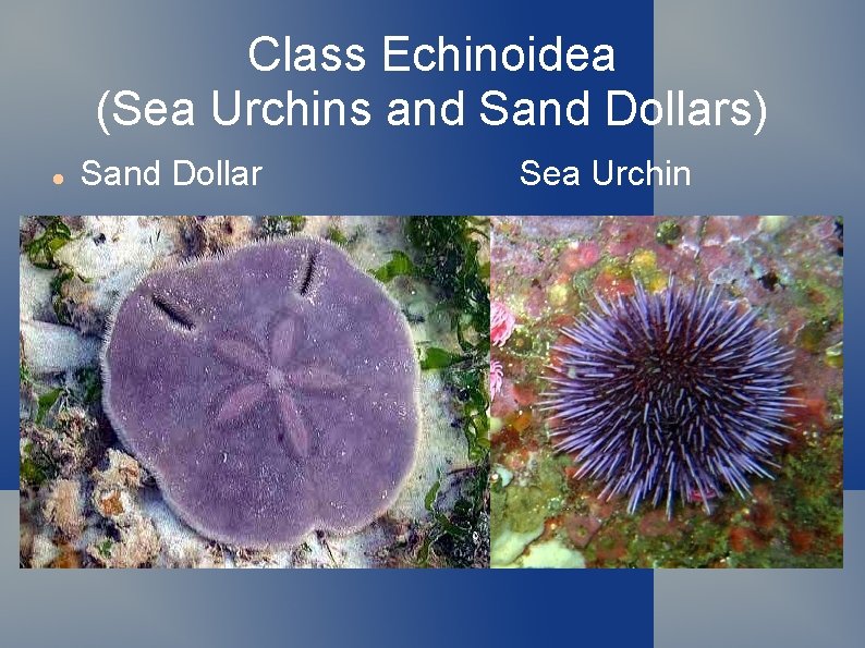 Class Echinoidea (Sea Urchins and Sand Dollars) Sand Dollar Sea Urchin 