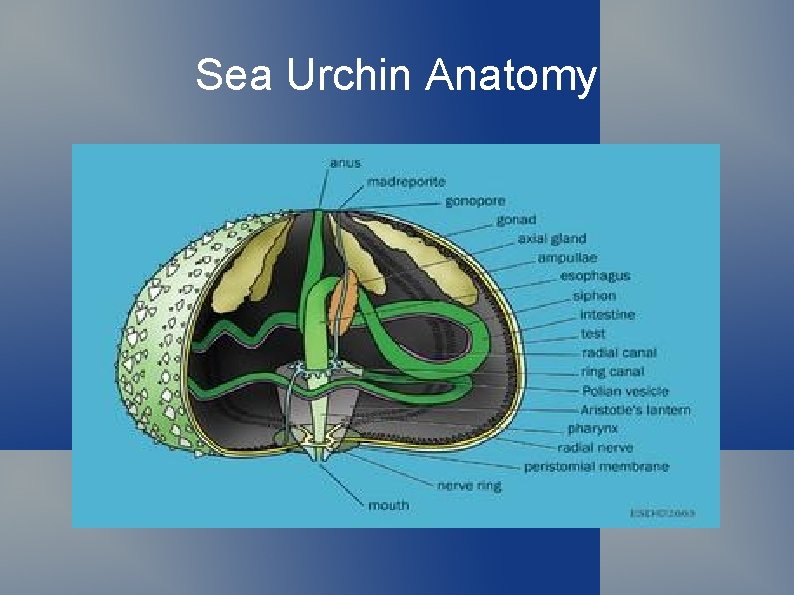 Sea Urchin Anatomy 