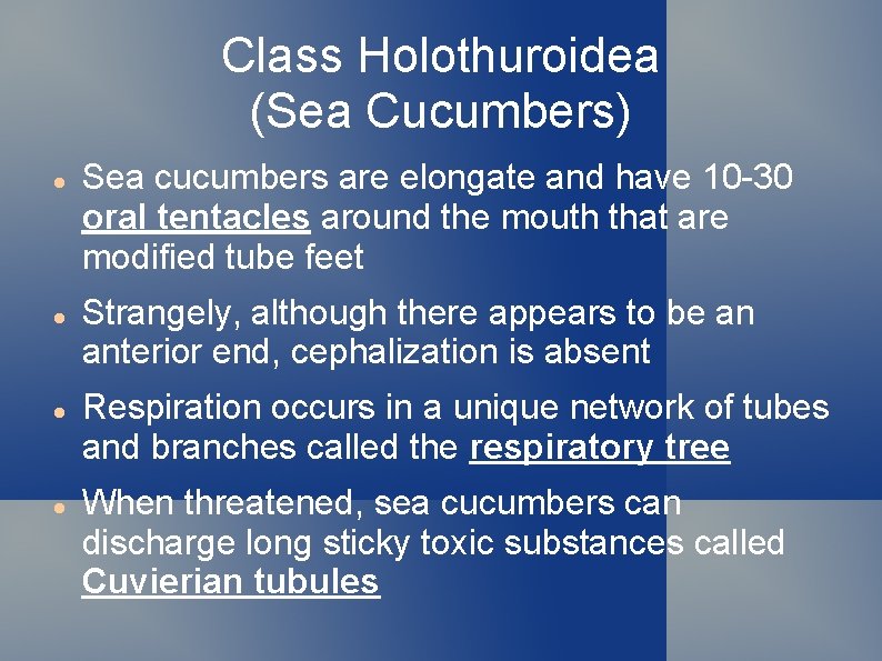 Class Holothuroidea (Sea Cucumbers) Sea cucumbers are elongate and have 10 -30 oral tentacles