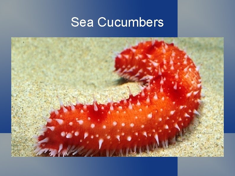 Sea Cucumbers 