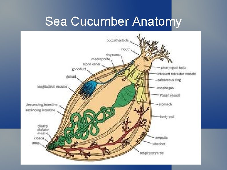 Sea Cucumber Anatomy 