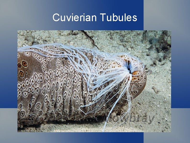 Cuvierian Tubules 