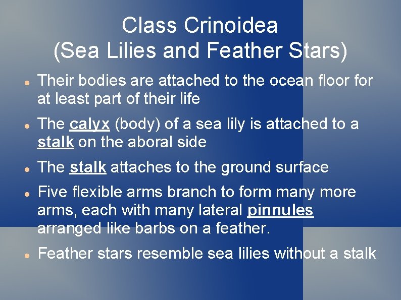 Class Crinoidea (Sea Lilies and Feather Stars) Their bodies are attached to the ocean