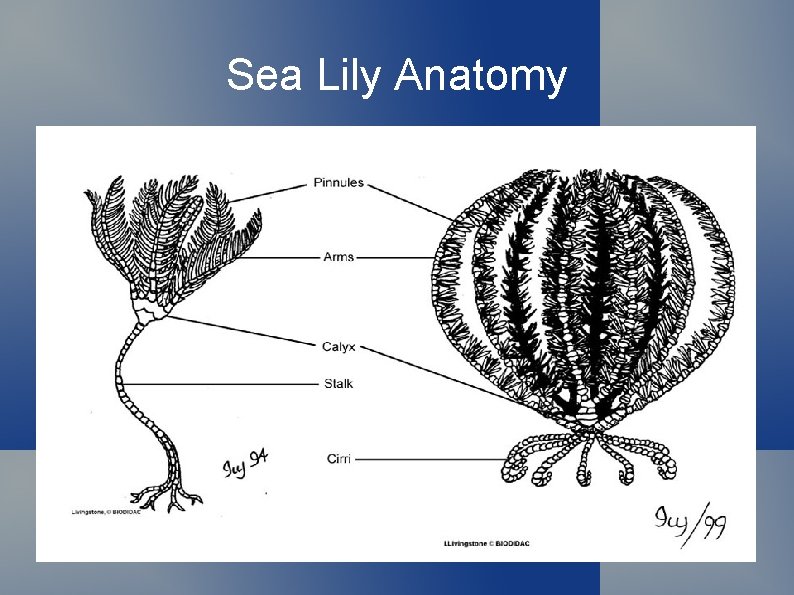 Sea Lily Anatomy 