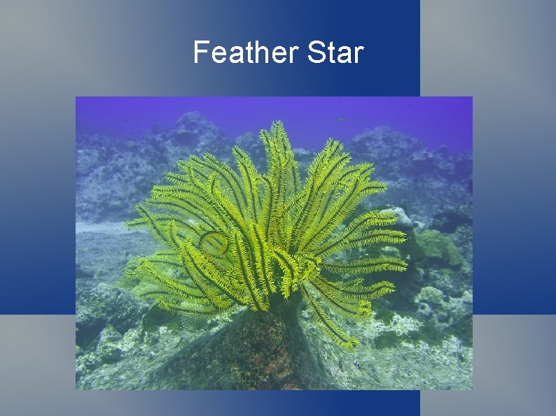 Feather Star 