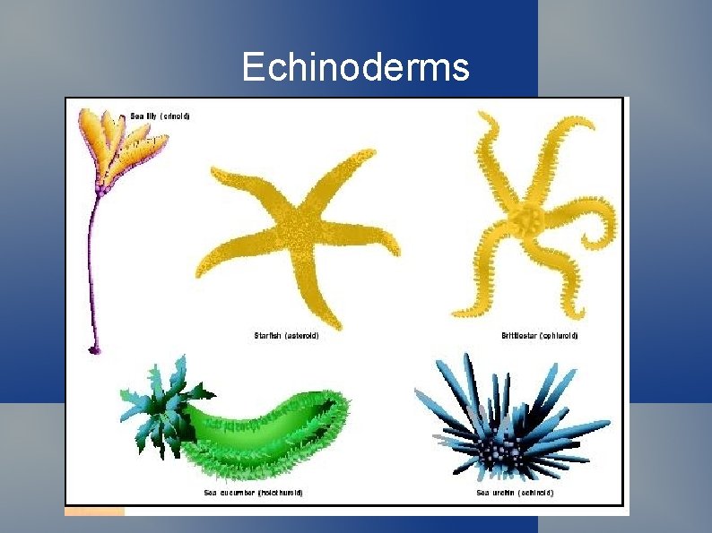 Echinoderms 