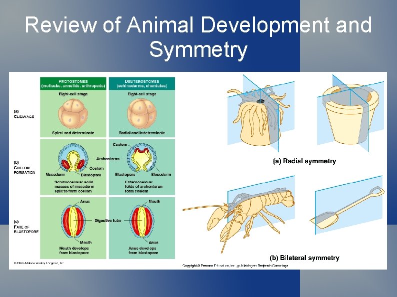 Review of Animal Development and Symmetry 