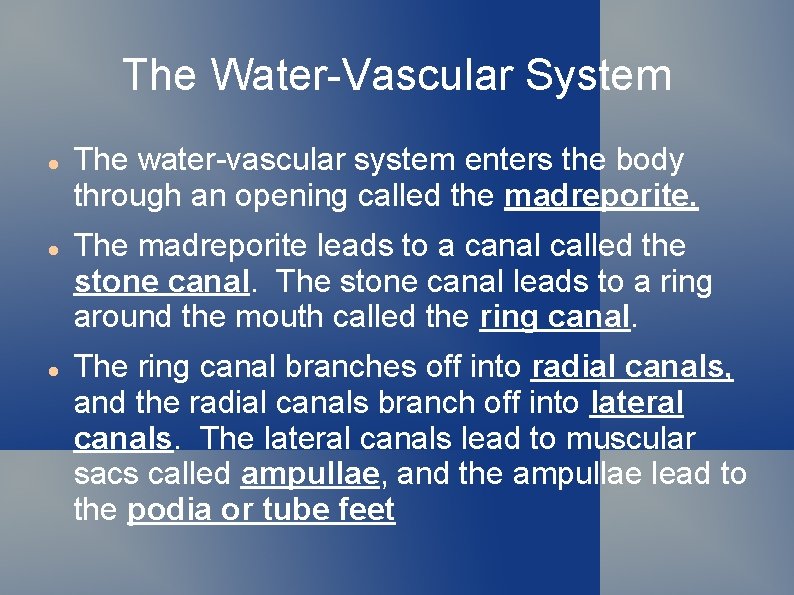 The Water-Vascular System The water-vascular system enters the body through an opening called the