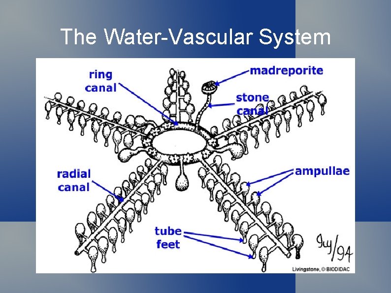 The Water-Vascular System 