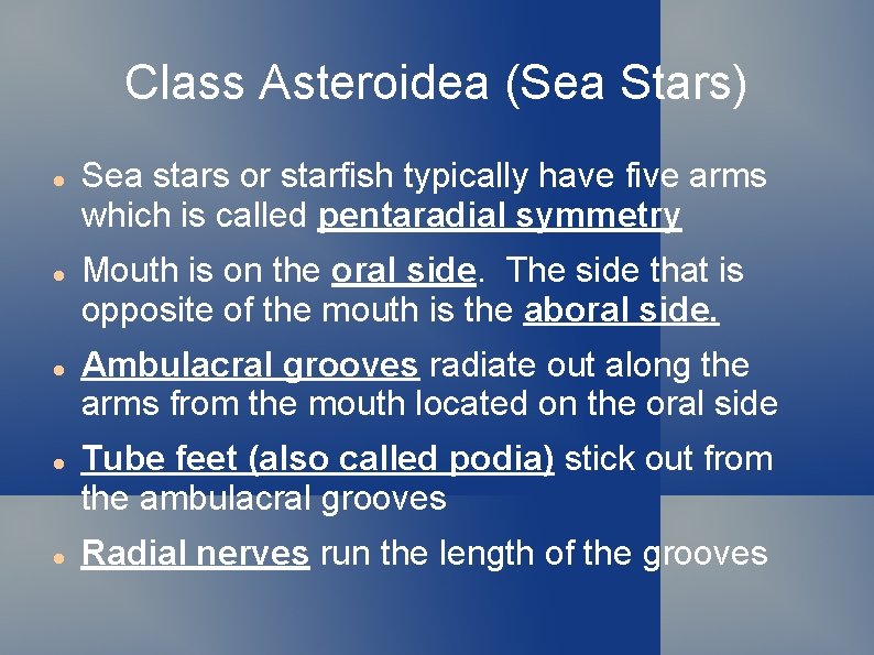 Class Asteroidea (Sea Stars) Sea stars or starfish typically have five arms which is