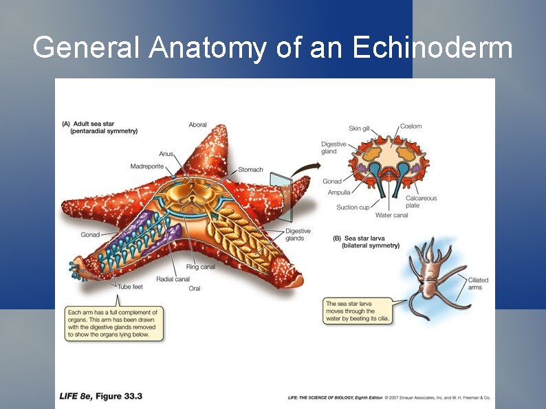 General Anatomy of an Echinoderm 