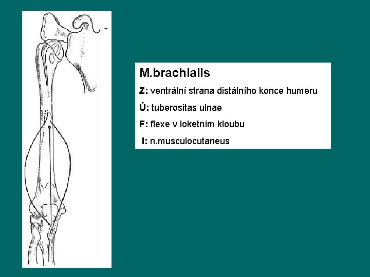 M. brachialis Z: ventrální strana distálního konce humeru Ú: tuberositas ulnae F: flexe v