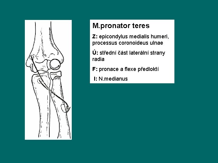 M. pronator teres Z: epicondylus medialis humeri, processus coronoideus ulnae Ú: střední část laterální