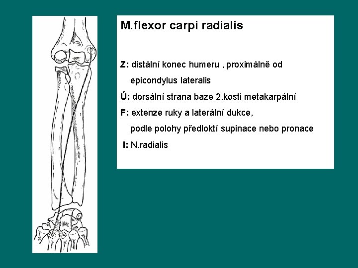 M. flexor carpi radialis Z: distální konec humeru , proximálně od epicondylus lateralis Ú:
