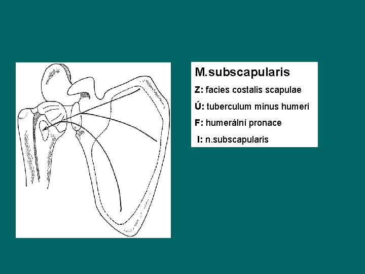 M. subscapularis Z: facies costalis scapulae Ú: tuberculum minus humeri F: humerální pronace I: