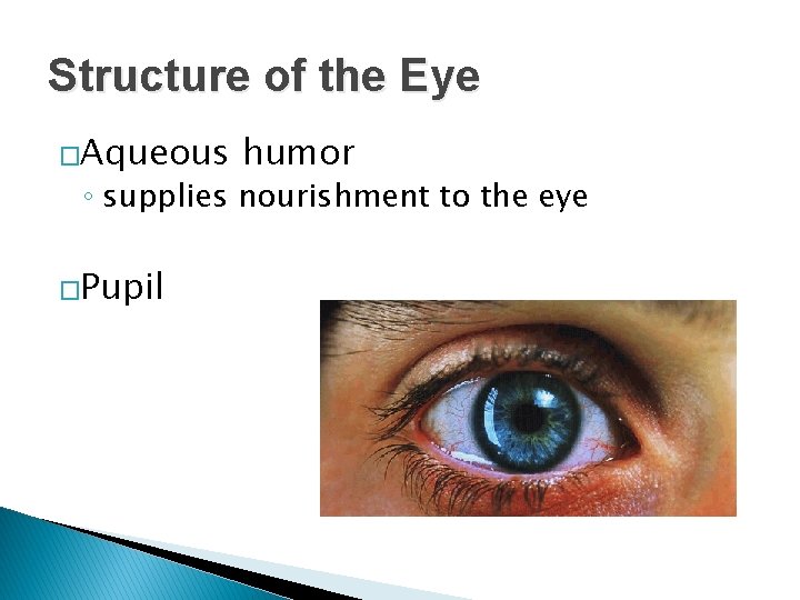 Structure of the Eye �Aqueous humor ◦ supplies nourishment to the eye �Pupil 