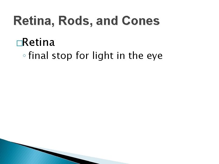 Retina, Rods, and Cones �Retina ◦ final stop for light in the eye 