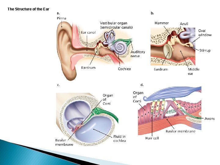 The Structure of the Ear 