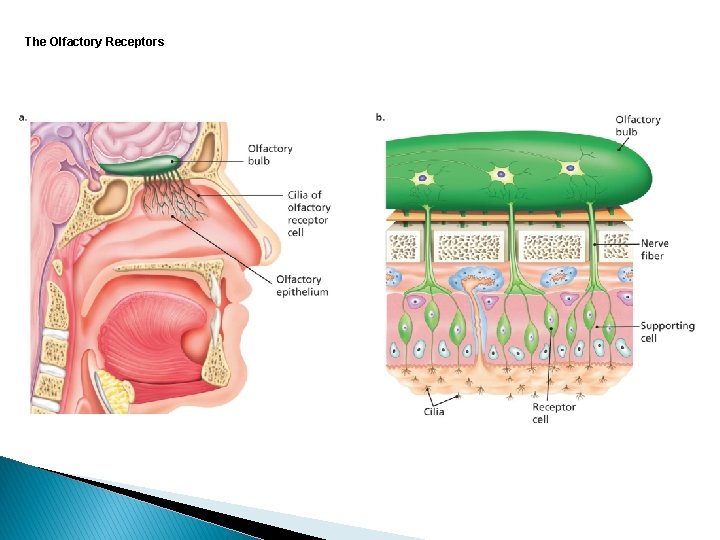 The Olfactory Receptors 