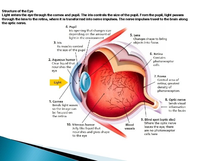 Structure of the Eye Light enters the eye through the cornea and pupil. The