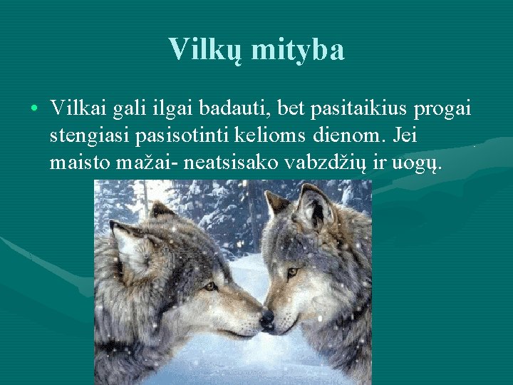 Vilkų mityba • Vilkai gali ilgai badauti, bet pasitaikius progai stengiasi pasisotinti kelioms dienom.