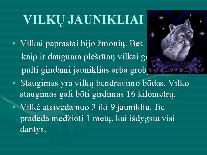 VILKŲ JAUNIKLIAI • Vilkai paprastai bijo žmonių. Bet kaip ir dauguma plėšrūnų vilkai gali