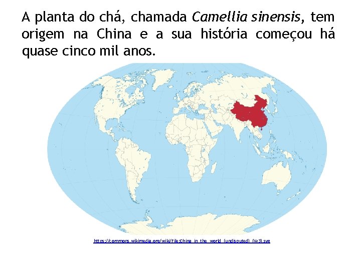 A planta do chá, chamada Camellia sinensis, tem origem na China e a sua