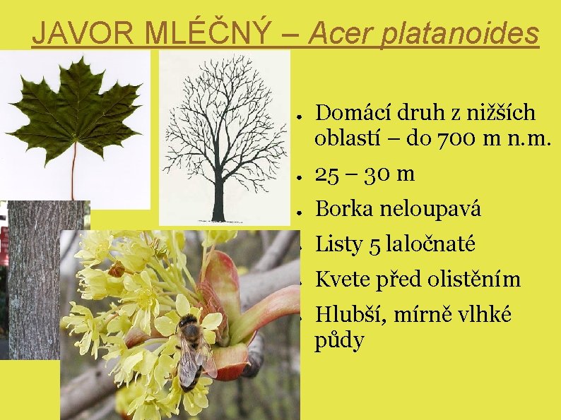 JAVOR MLÉČNÝ – Acer platanoides ● Domácí druh z nižších oblastí – do 700