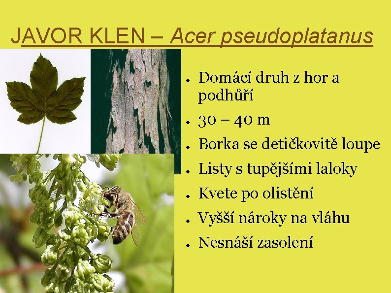 JAVOR KLEN – Acer pseudoplatanus ● Domácí druh z hor a podhůří ● 30
