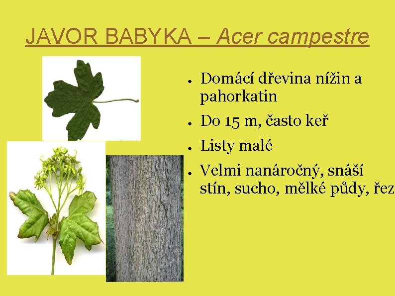JAVOR BABYKA – Acer campestre ● Domácí dřevina nížin a pahorkatin ● Do 15