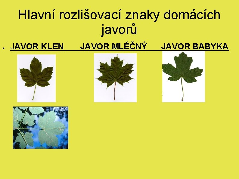 Hlavní rozlišovací znaky domácích javorů ● JAVOR KLEN JAVOR MLÉČNÝ JAVOR BABYKA 