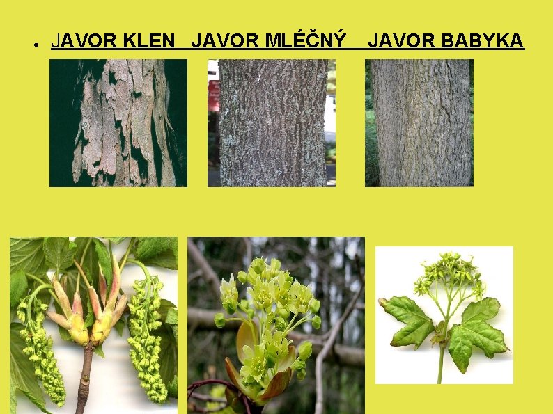 ● JAVOR KLEN JAVOR MLÉČNÝ JAVOR BABYKA 