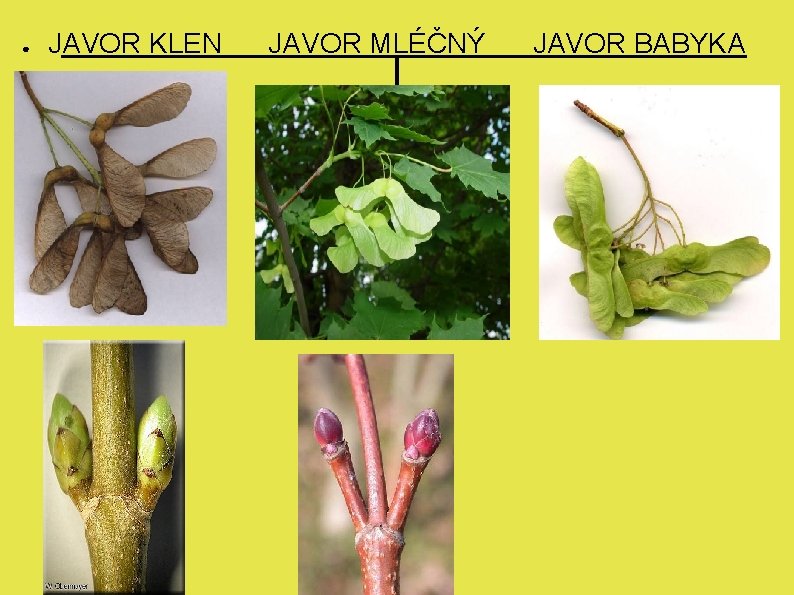 ● JAVOR KLEN JAVOR MLÉČNÝ l JAVOR BABYKA 