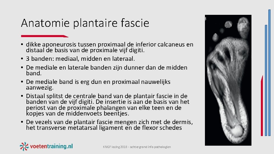 Anatomie plantaire fascie • dikke aponeurosis tussen proximaal de inferior calcaneus en distaal de