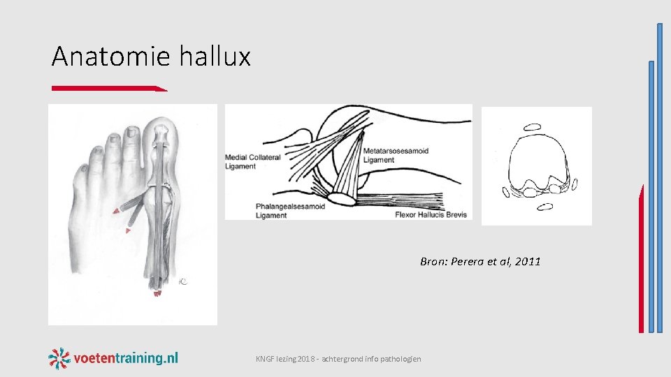 Anatomie hallux Bron: Perera et al, 2011 KNGF lezing 2018 - achtergrond info pathologien