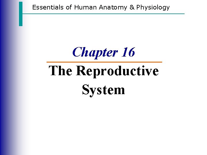 Essentials of Human Anatomy & Physiology Chapter 16 The Reproductive System 