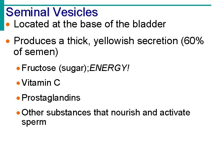 Seminal Vesicles Located at the base of the bladder Produces a thick, yellowish secretion
