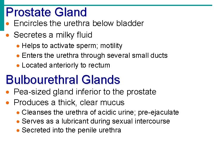 Prostate Gland Encircles the urethra below bladder Secretes a milky fluid Helps to activate