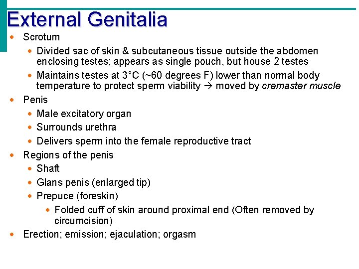 External Genitalia Scrotum Divided sac of skin & subcutaneous tissue outside the abdomen enclosing