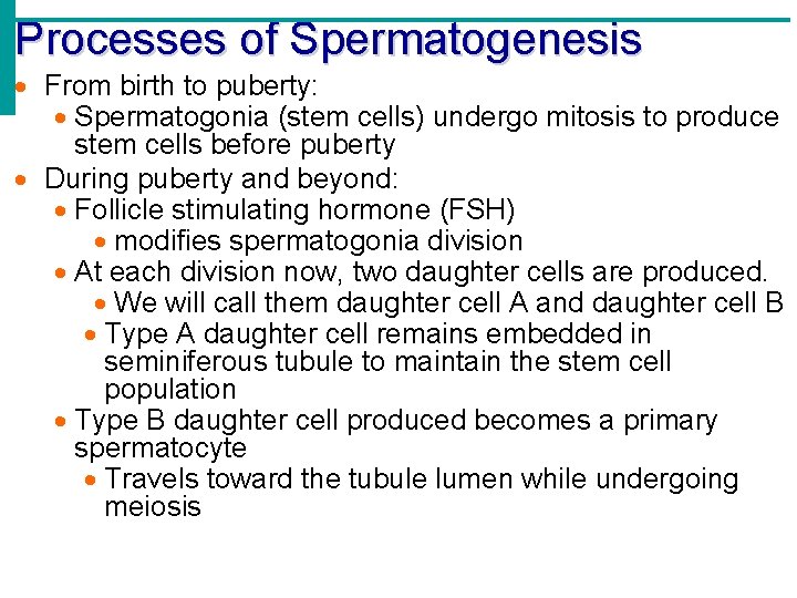 Processes of Spermatogenesis From birth to puberty: Spermatogonia (stem cells) undergo mitosis to produce